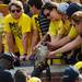 Michigan fans reach over the rails to meet a flacon visiting from Air Force during the first quarter at Michigan Stadium on Saturday. Melanie Maxwell I AnnArbor.com
